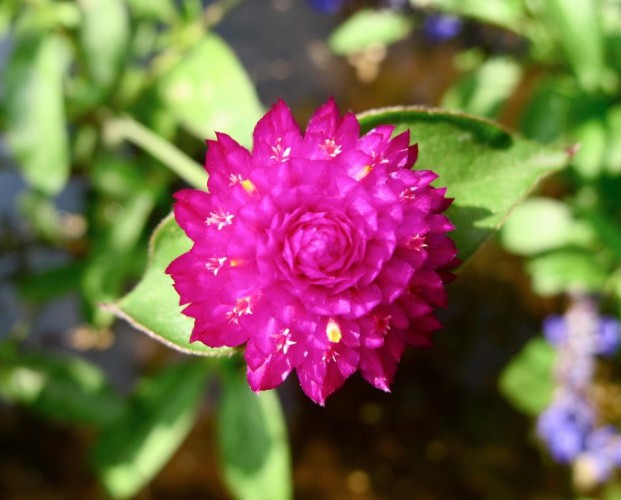 フィボナッチ数列